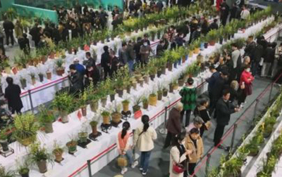Jingjiang orchid variety wins gold medal at provincial exhibition