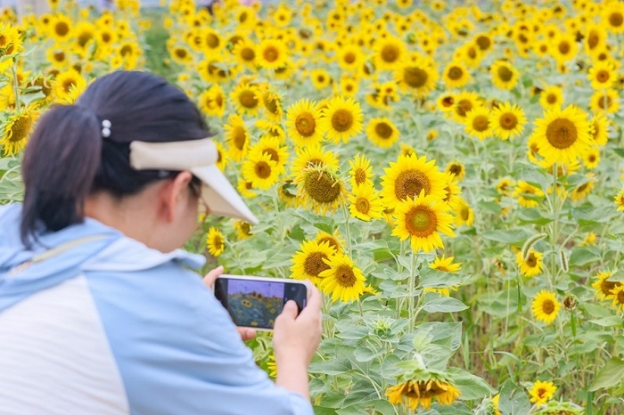 Sunflower field in Jingjiang brings burgeoning benefits
