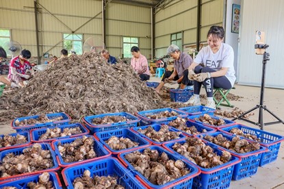 Jingjiang city brings in bumper Xiangsha taro herb harvest