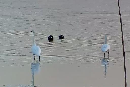 Swans spotted on Jingjiang city's Mazhou Island