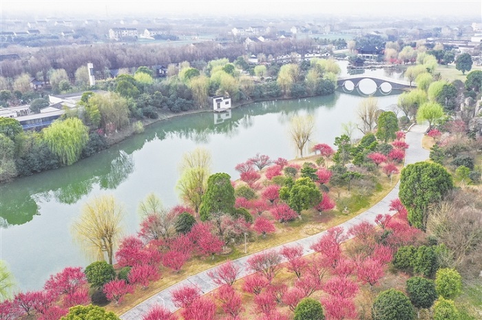 Fragrant plum blossoms enchant visitors to Jingjiang city