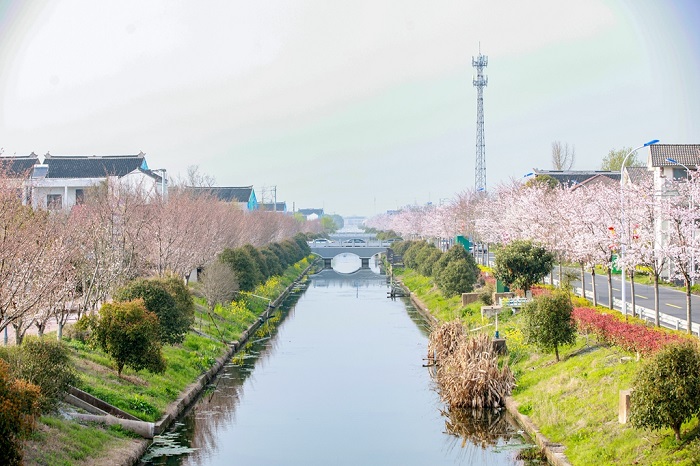 Jingjiang city embraces spring's glorious cherry blossoms