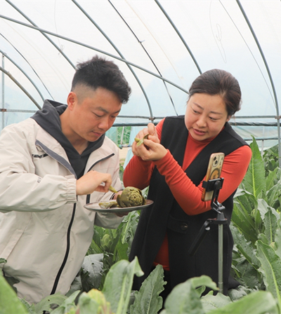 Jingjiang city base cultivates 'king of vegetables'