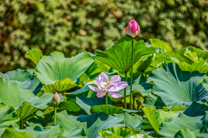 Glorious Jingjiang city lotuses come out in full bloom