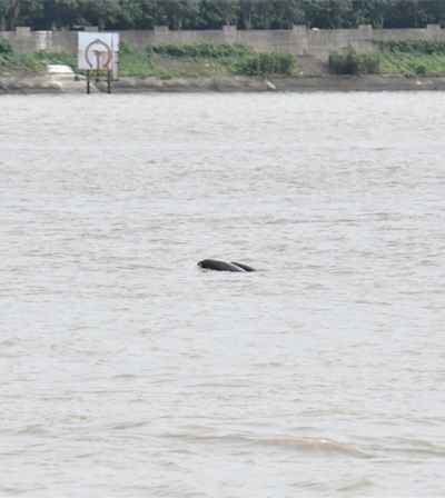 Finless porpoises seen in Jingjiang section of Yangtze River
