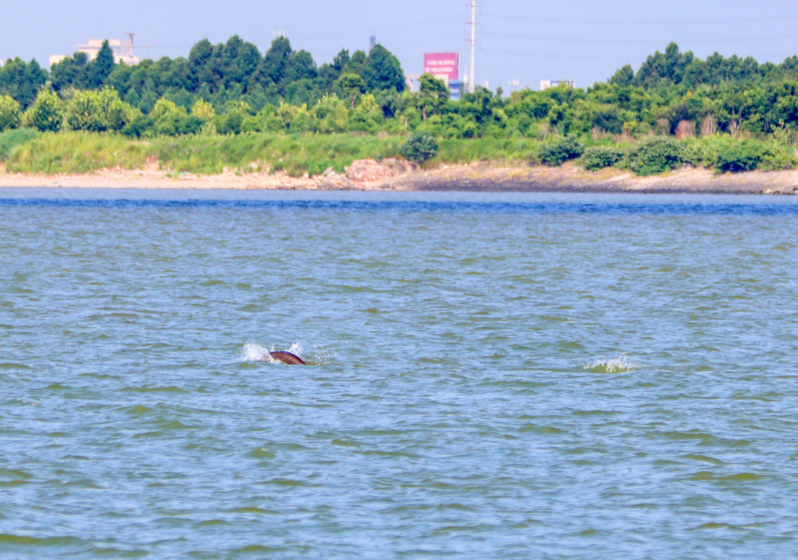 16 Yangtze finless porpoises spotted in Jingjiang