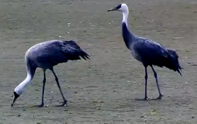 Rare hooded cranes spotted at Mazhou Island