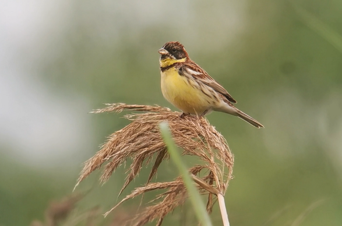 Rare bird spotted on Jingjiang's Mazhou Island