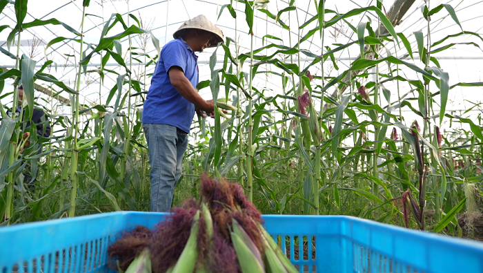 Recycled farming tech brings bumper harvest to Jingjiang