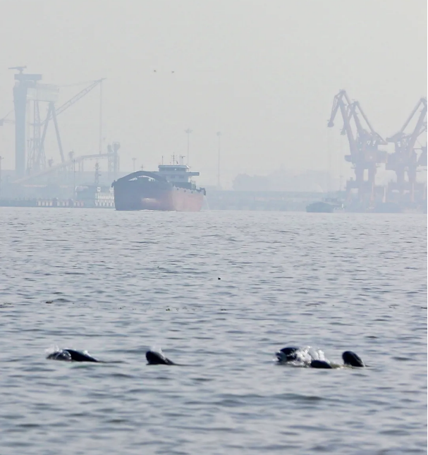 16 Yangtze finless porpoises spotted in Jingjiang