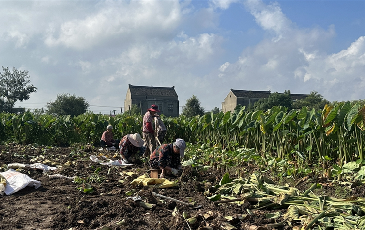 Jingjiang Xiangsha taros hit market