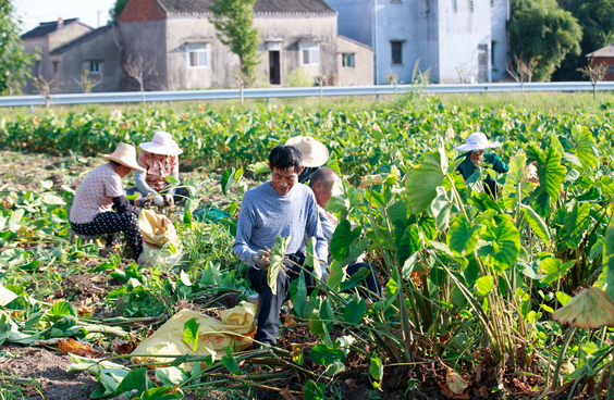 Jingjiang Taro One yields bountiful harvest