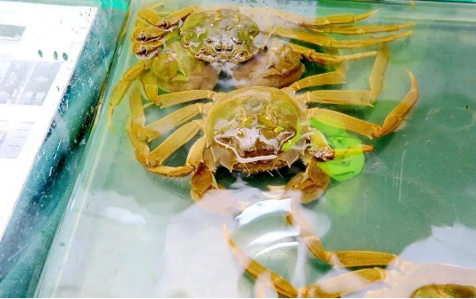 Taixing city enters peak season for crab breeding
