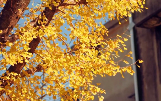 Ginkgo leaves bring fairy-tale fall to Taixing city