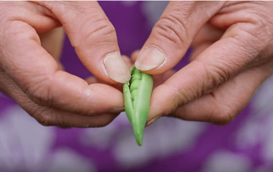 Taixing sweet peas lead villagers to prosperity