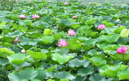 Lotus flowers begin to bloom in Taixing city