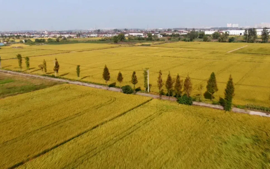 Farmers in Taixing get ready for rice harvest season