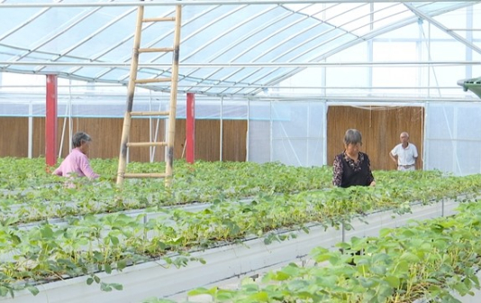 New varieties, tech spurs Binjiang town's agriculture sector