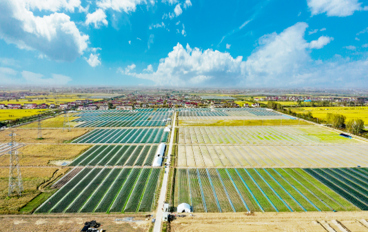 Binjiang town develops featured agriculture 