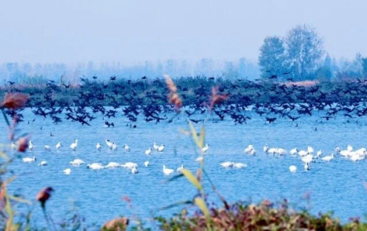Wetlands in Xinghua attract rare bird species