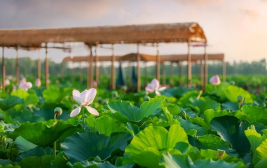 Visitors savor charms of lotus flowers in Xinghua city