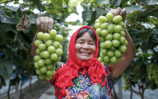 Growing grapes takes villagers along path to prosperity