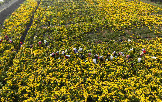 Chrysanthemum economy spurs Xinghua city's rural development