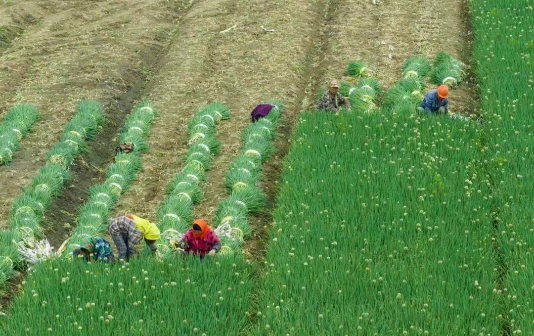 Chives from Xinghua city go global 