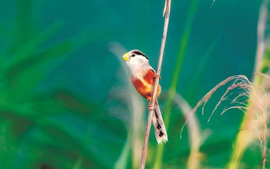 Endangered bird spotted in Xinghua city