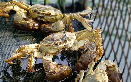 Fat Xinghua hairy crab season begins