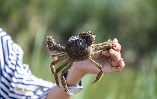 Xinghua hairy crabs shown at Beijing agricultural conference