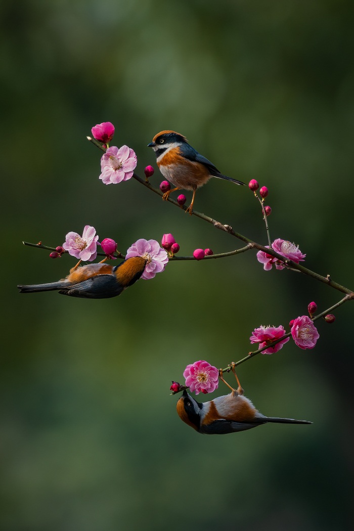 2 Black throated tit.jpg