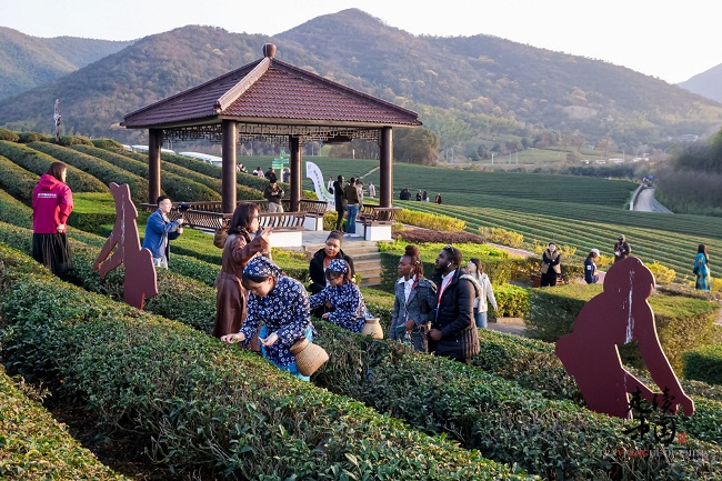 Tea picking at Yixing Internet Famous Tea Garden.jpg