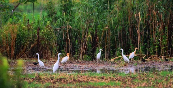 wetland.jpg