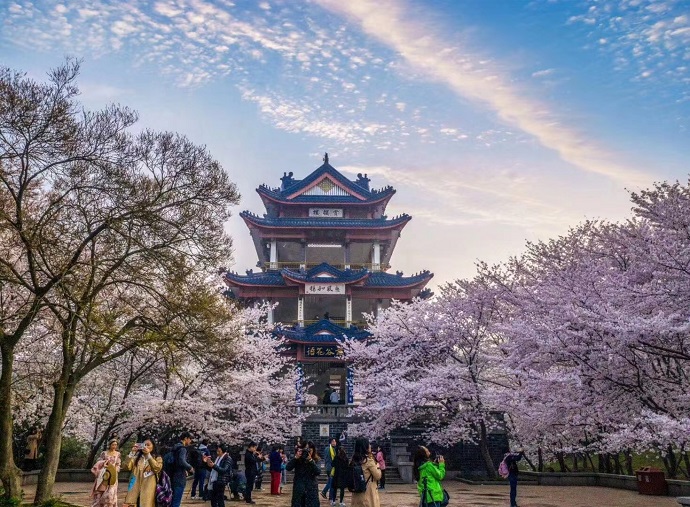 Wuxi charms world with cherry blossoms