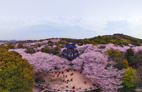 Enjoy Wuxi's famous cherry blossoms in 360