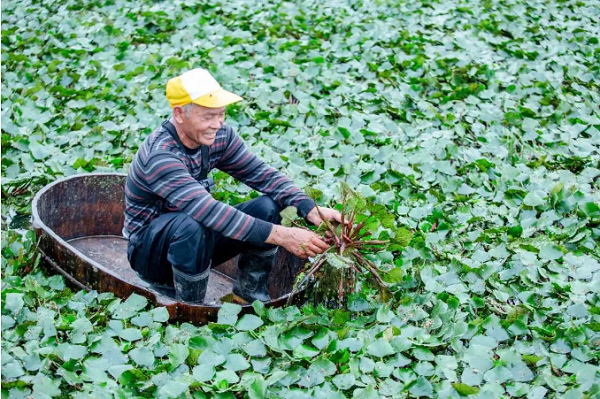 water chestnut.png