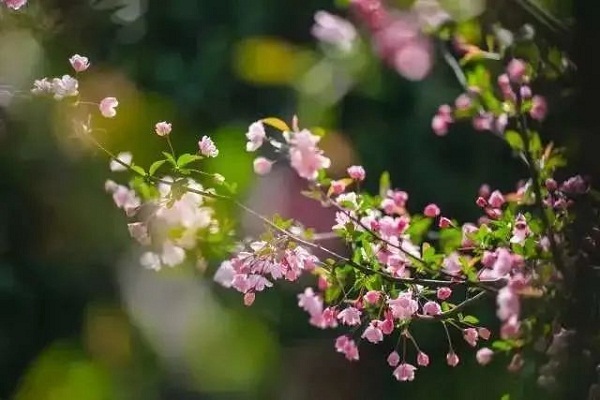 ​Spring flowers in Zhangjiagang set to bloom