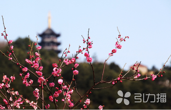 Zhangjiagang plum blossom festival attracts visitors with unique experiences