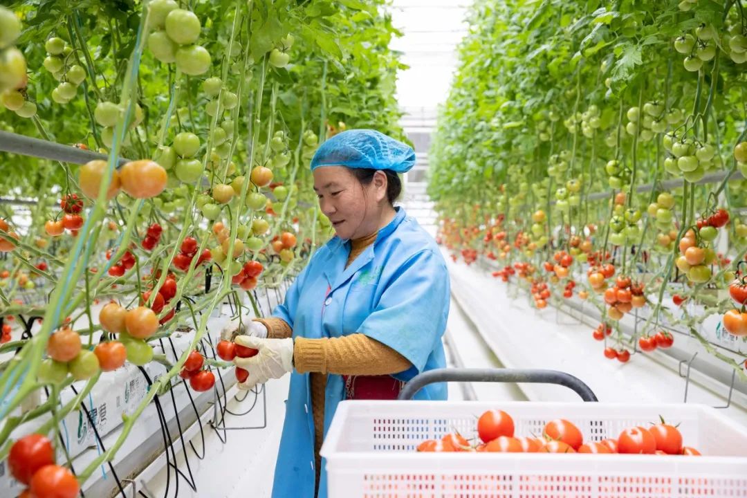 Agricultural technology boosts vegetable production in Zhangjiagang