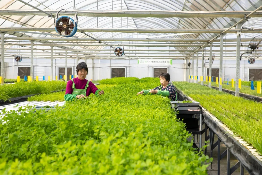 Advanced technology boosts growth of Zhangjiagang agricultural park