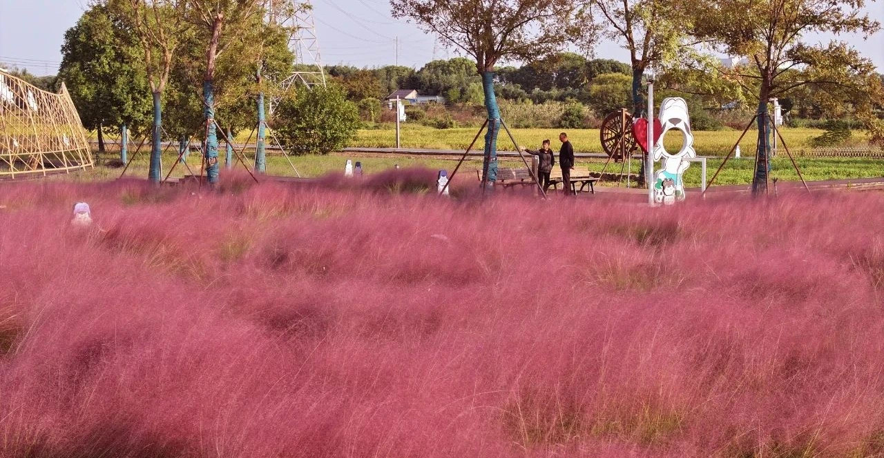 Xiaojiaxiang village becomes a pink ocean