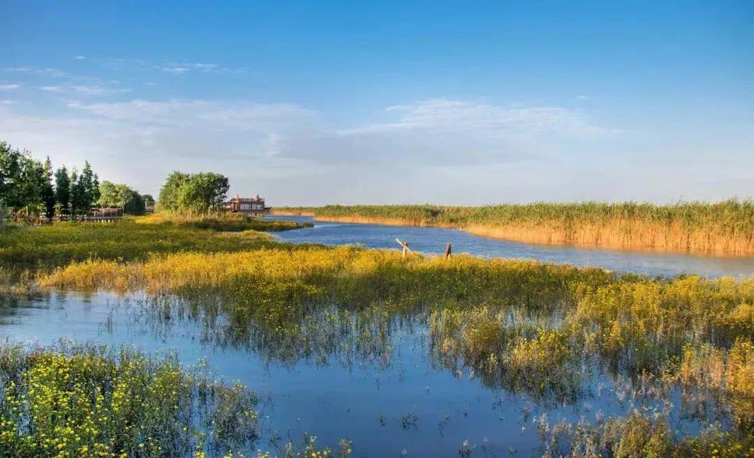 Eco-civilization turns Zhangjiagang into migratory bird haven