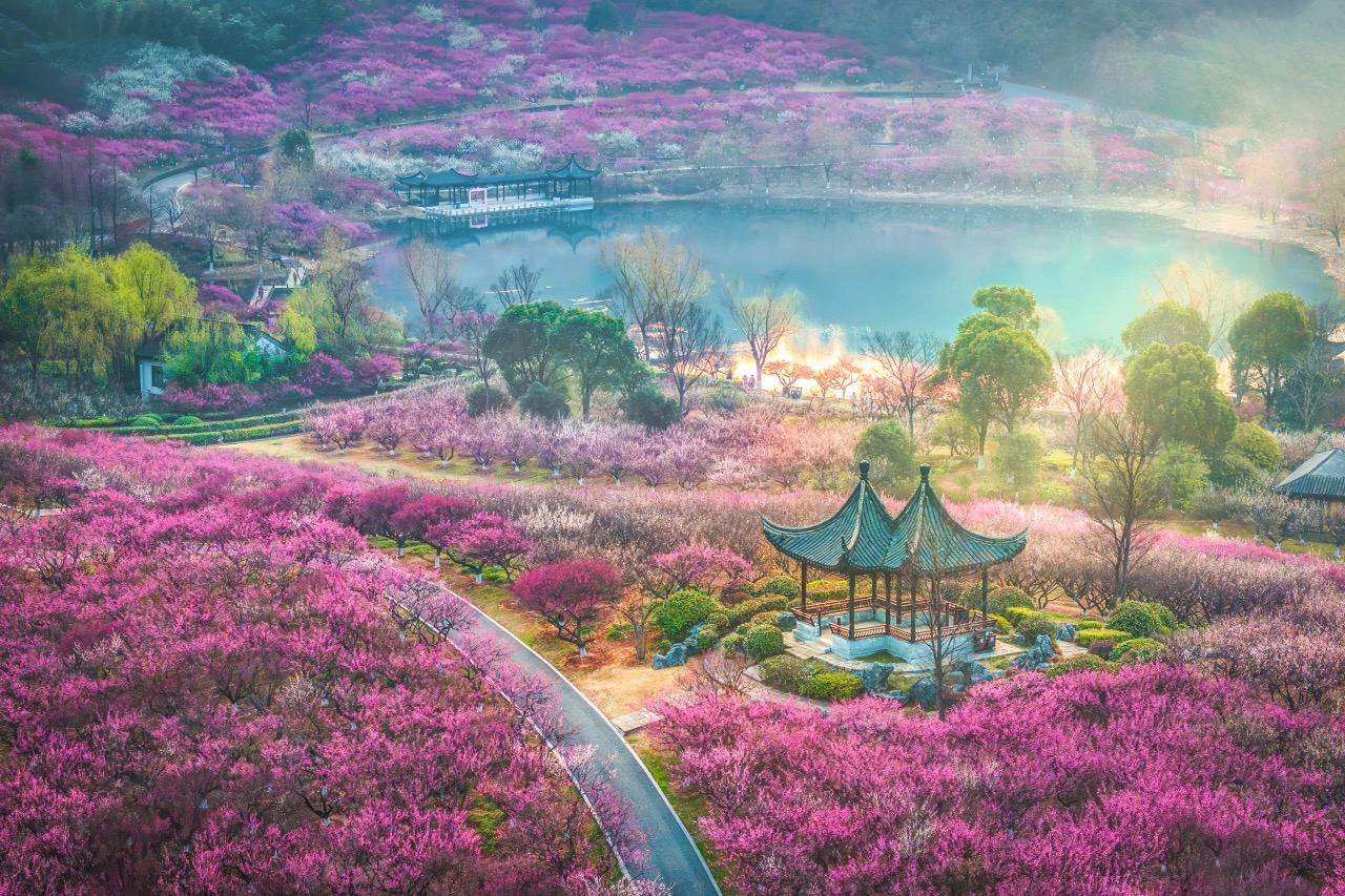 Xiangshan Mountain Plum Blossom Festival to kick off with vibrant activities