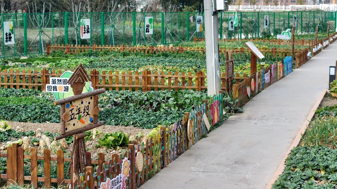 Zhangjiagang residents embrace urban farming in shared gardens