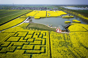 Changyinsua Cole Flower Sea opens in Zhangjiagang