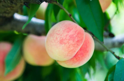 Honey peach season coming