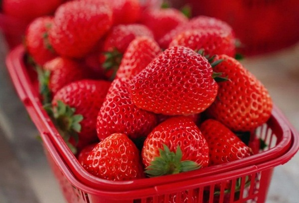 Time to pick strawberries in Zhangjiagang