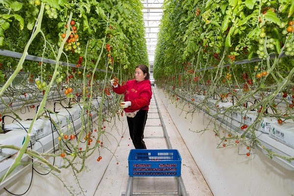 Agricultural industrial park in Zhangjiagang embraces sustainability