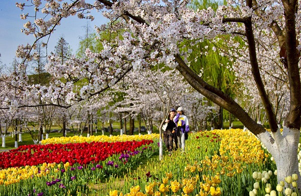 Spring blossoms boost rural economy in Zhangjiagang